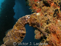 sea horse in crash boat dive site at AGUADILLA, P.R. by Victor J. Lasanta 